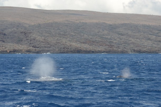 Mother and baby spouting
