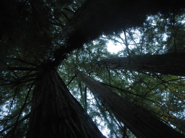 Walking amongst the redwoods at the Big Sur Lodge
