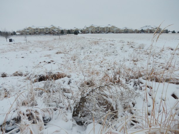 The snowy park and neighborhood