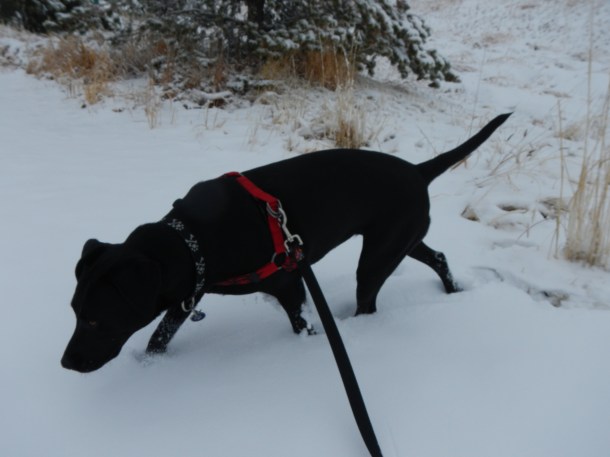 Anna playing in the snow