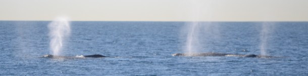 A pod of gray whales