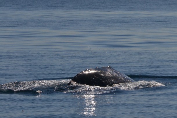 Gray Whale San Diego California 3