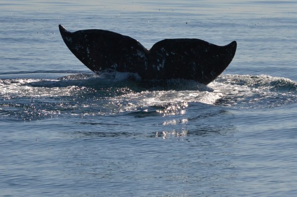 Gray Whale San Diego California 6