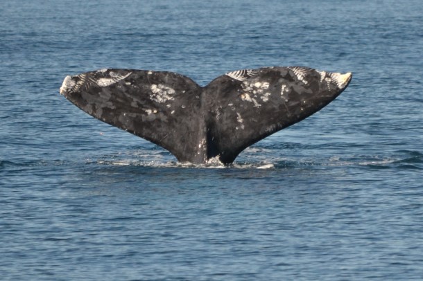A gray whale fluke