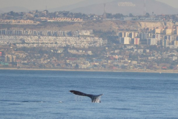 A gray whale and Tijuana, Mexico