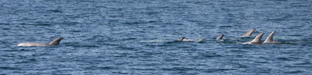 Risso Dolphins Pod San Diego California