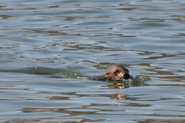 San Diego Sea Lion Swimming