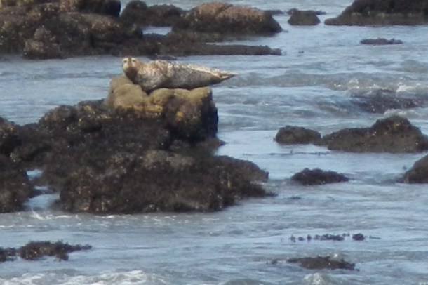 This guy looked like a rock from far away