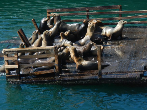 Checking out the wharf wildlife