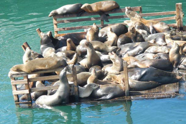 A closer look at the mass of seal flesh