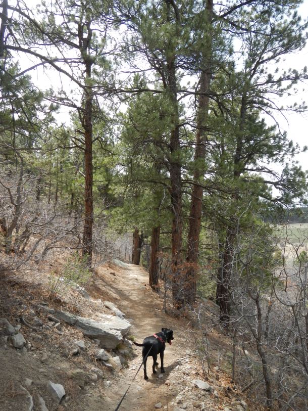 Hiking through the woods toward the Rim Trail