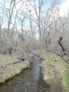 A creek in the park