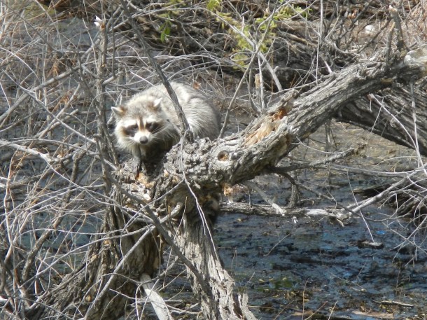 Watching him watch us