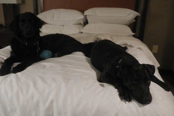 The Steamboat Springs Sheraton is Gauge and Anna approved