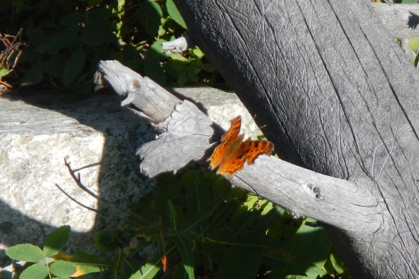 A lovely butterfly on the trail to Ouzel Lake