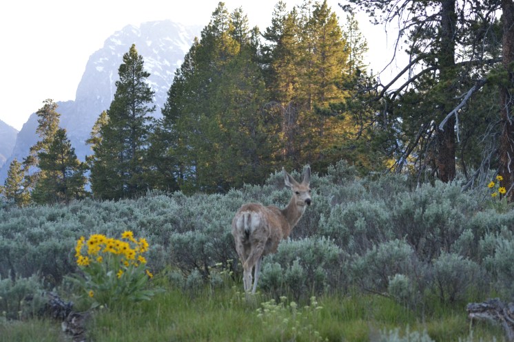 Deer were everywhere on a short trail at the Colter Bay in the Tetons