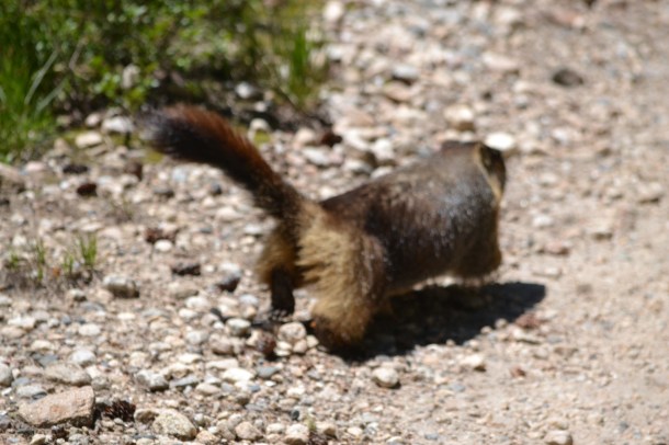 "Senor Fluffy Tail" did not want his picture taken in Cascade Canyon in the Tetons