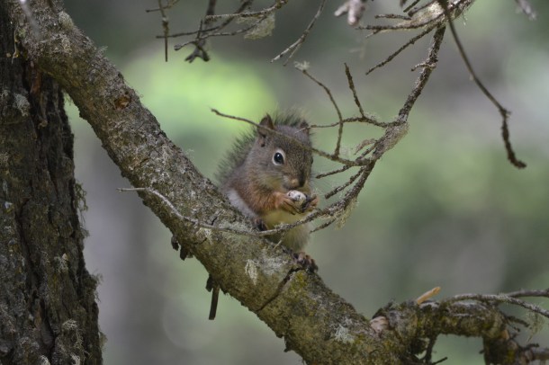 Hanging out having a nut in a tree in the Tetons