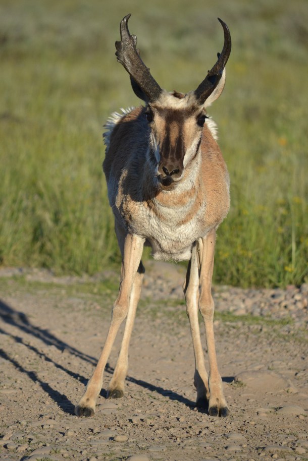 Road side pronghorn in the Tetons!