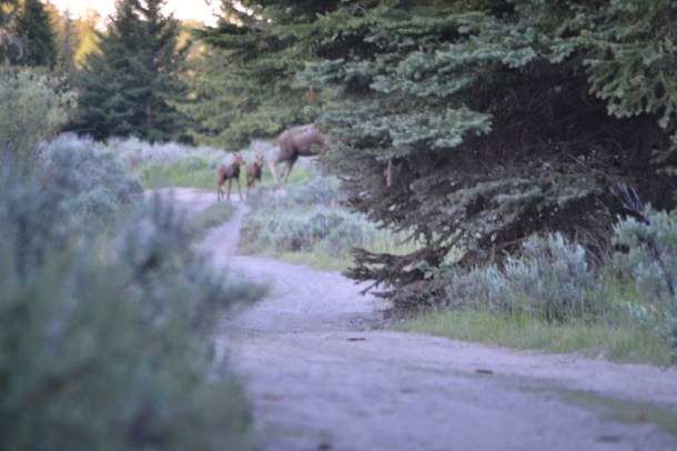 "Twin Baby Moose!" looking as blurry and elusive as Sasquatch