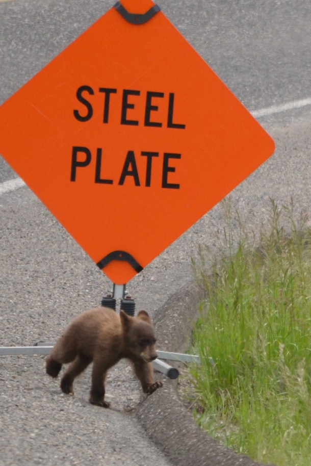 Why'd the baby bear cub cross the road?