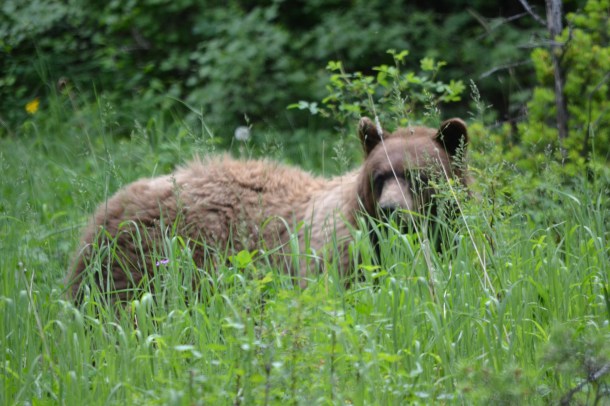 A black bear in Yellowstone