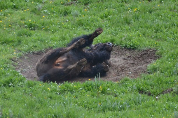 Wallow-rolling Buffalo!