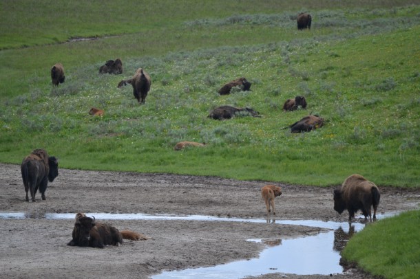 Yellowstone's Baby Buffalo!