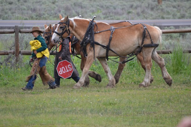 Yellowstone's Chuck Wagon Horses