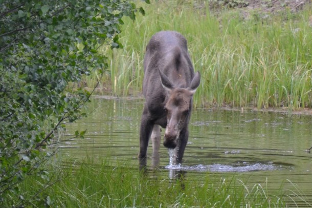 Yellowstone's East Entrance Moose