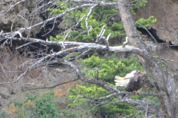Yellowstone's East Entrance Preening Bald Eagle