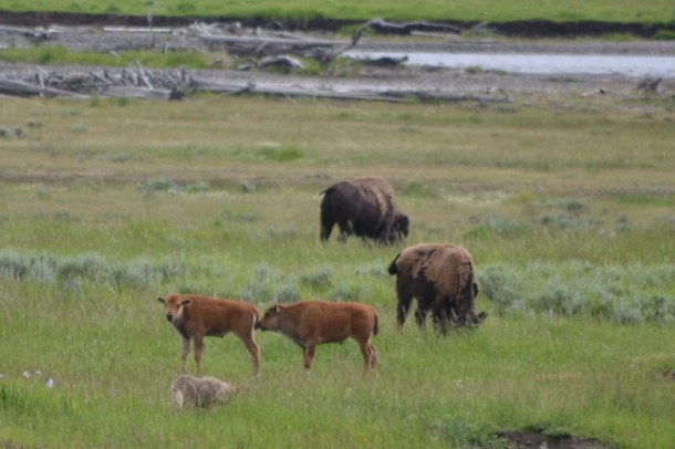 Coyote hunting "Twin Baby Buffalo" in Yellowstone's Lamar Valley