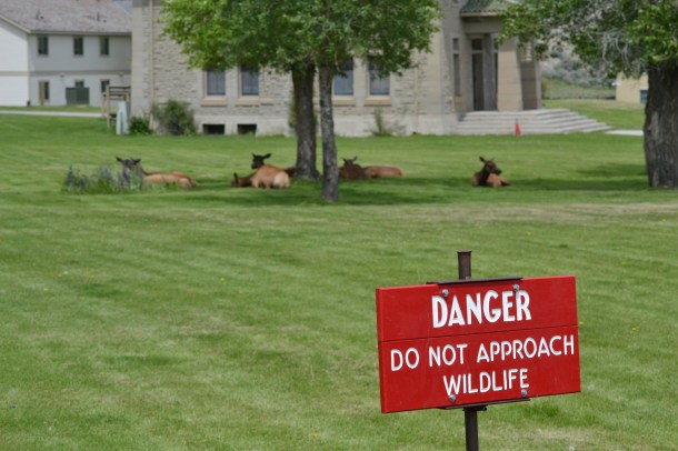 Elk lounging in Yellowstone's Mammoth Hot Springs