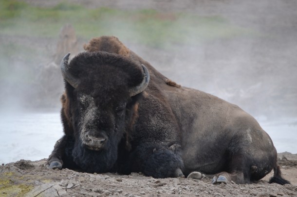 "Spay Day Buffalo" at Yellowstone's Mud Volcano
